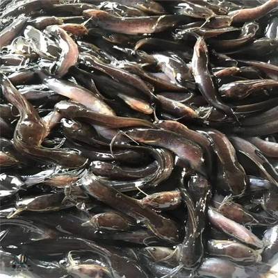 粵宏水產(chǎn) 專業(yè)批發(fā)優(yōu)質埃及塘鲺魚苗，信譽為本，服務全國