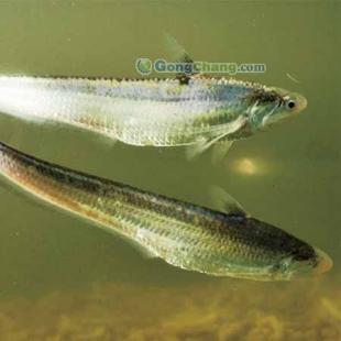 長江刀魚批發(fā)首選，劉興水產(chǎn)專注高品質(zhì)農(nóng)副產(chǎn)品供應(yīng)